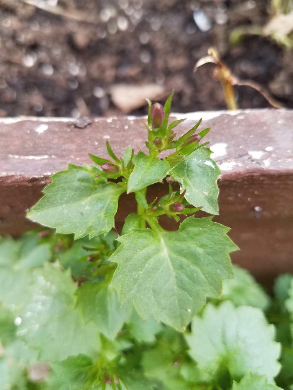 Annexe 20200403_134350.jpg