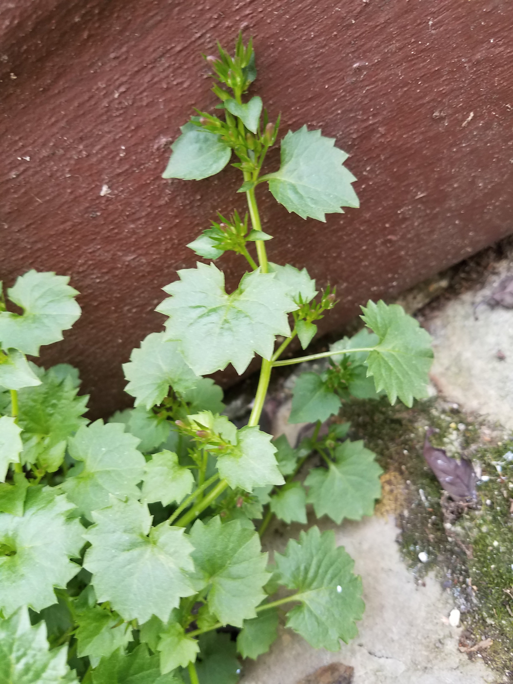 Annexe 20200403_134357.jpg