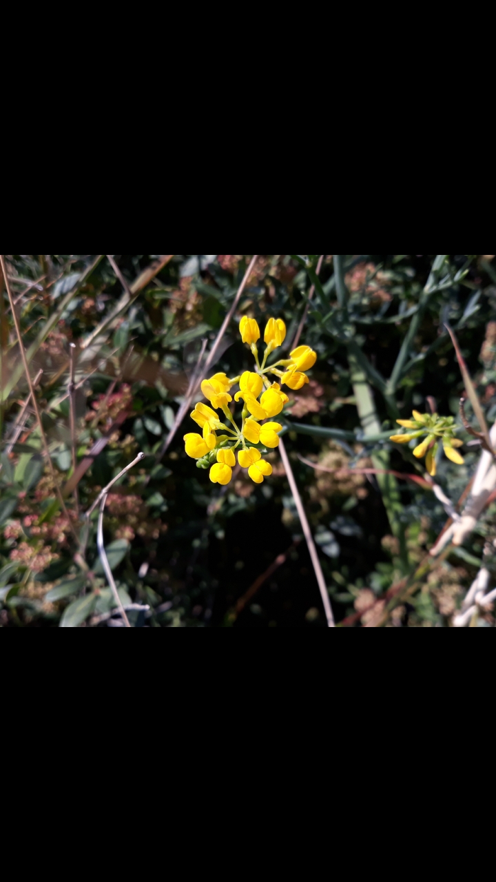 Annexe Screenshot_20200403-161209_Gallery.jpg