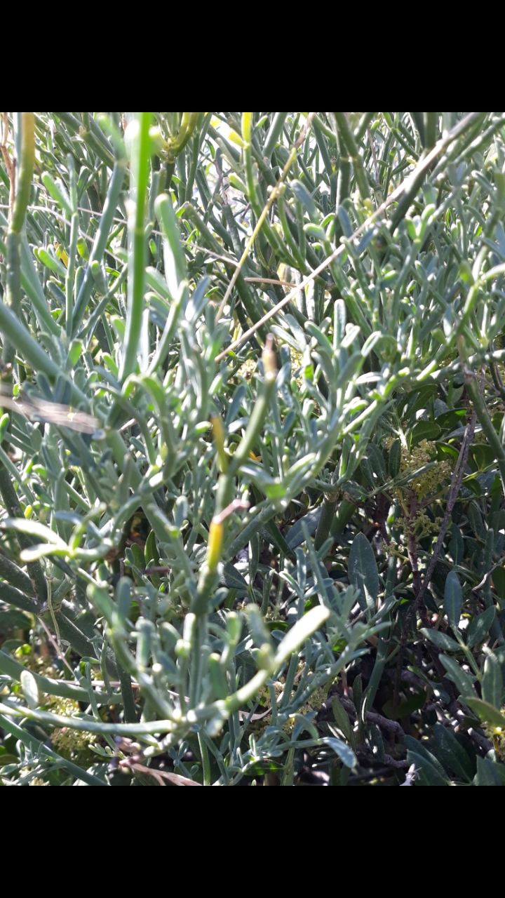 Annexe Screenshot_20200403-161226_Gallery.jpg