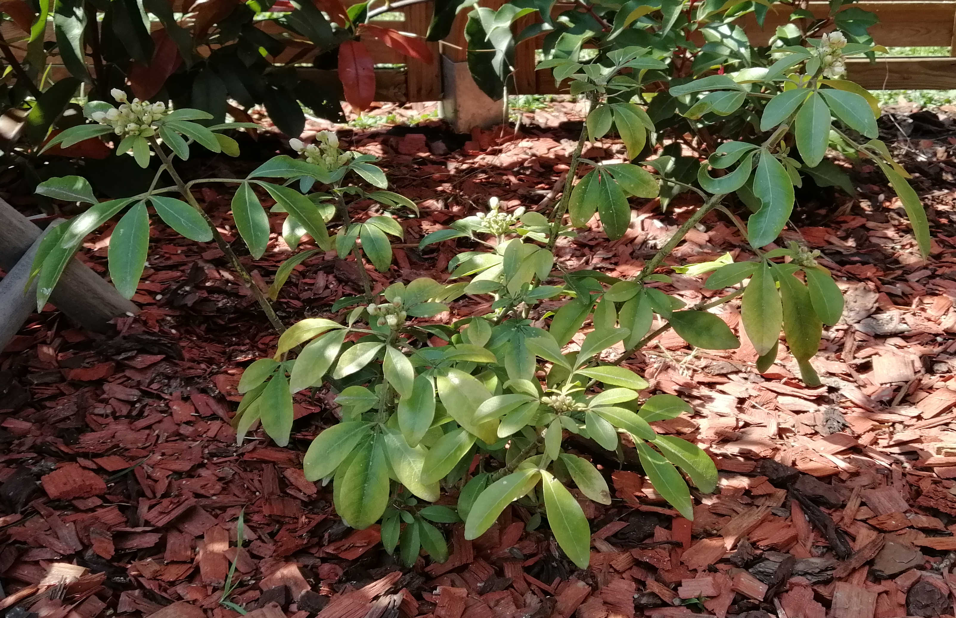 Annexe oranger_du_mexique.jpg