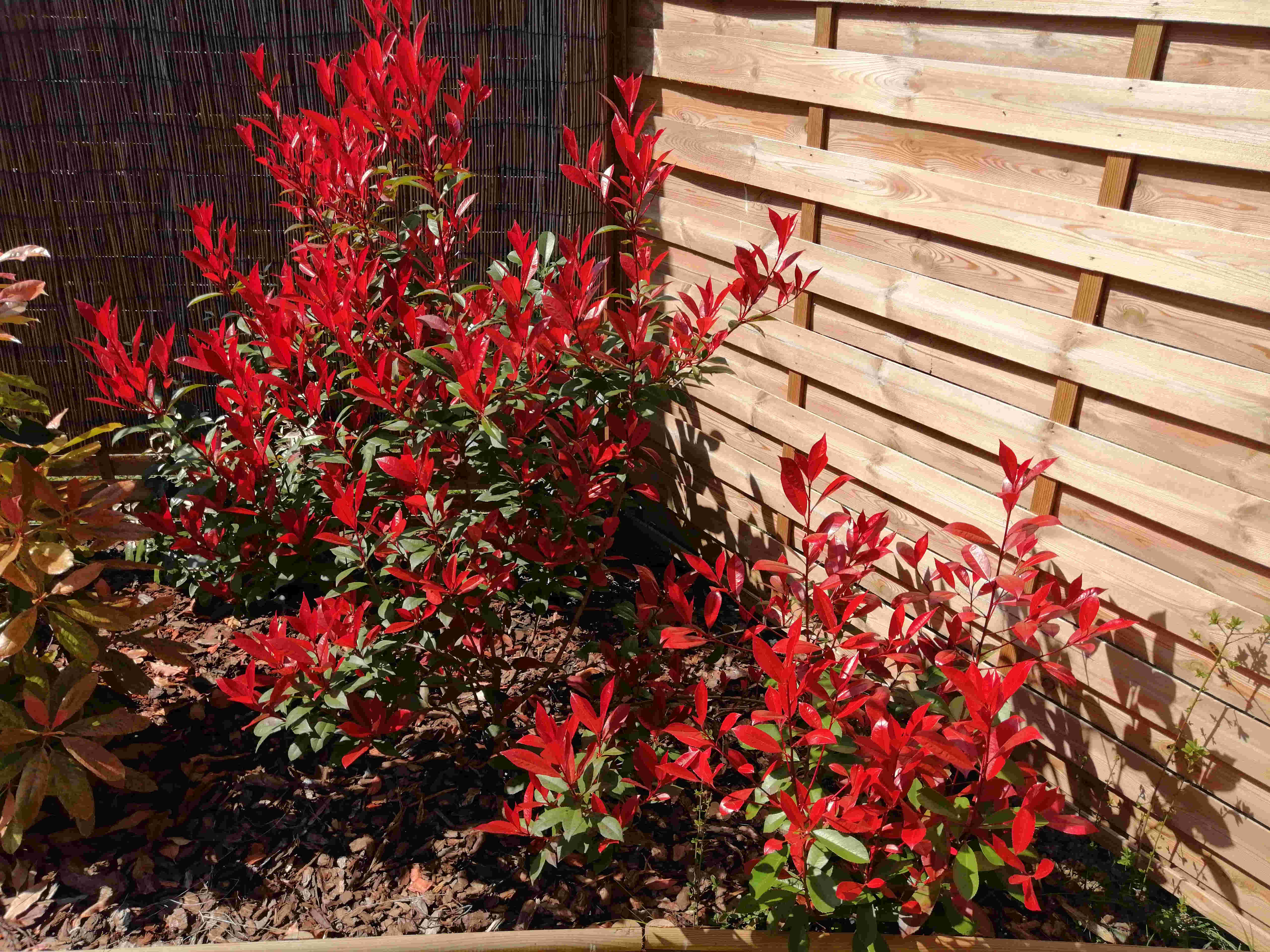 Annexe photinia2.jpg