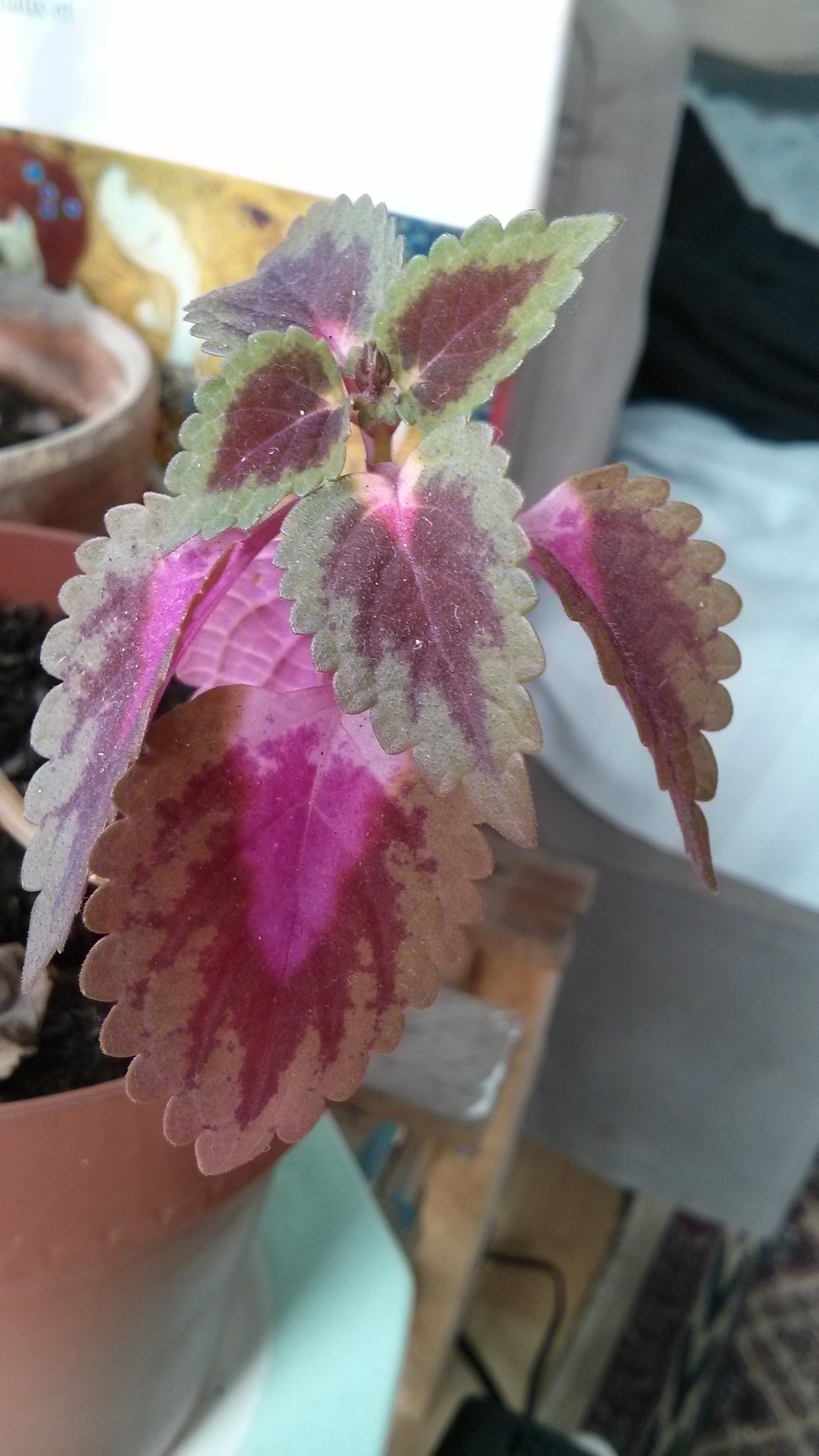 Annexe plectranthe_feuilles.jpg