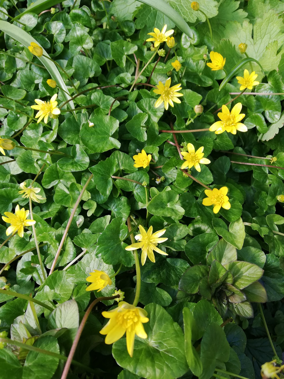 Annexe IMG_20200331_111809.jpg