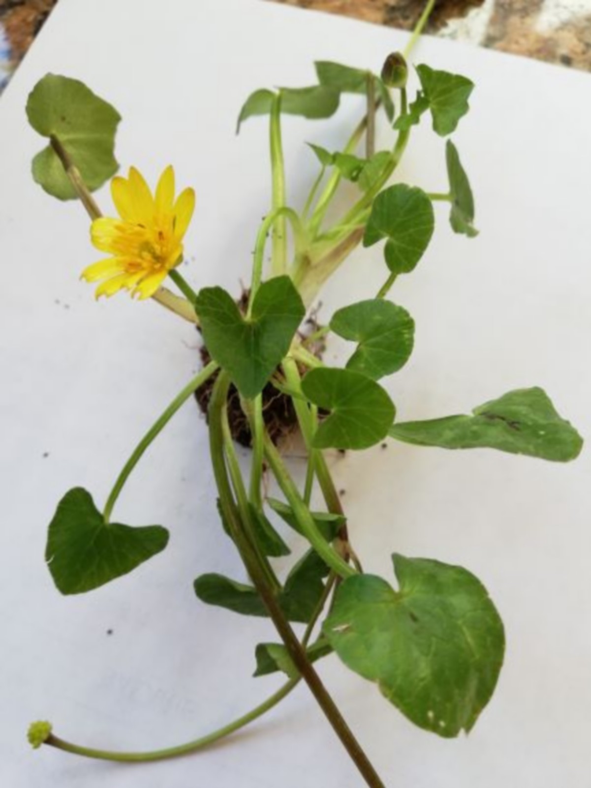 Annexe IMG_20200331_112445.jpg