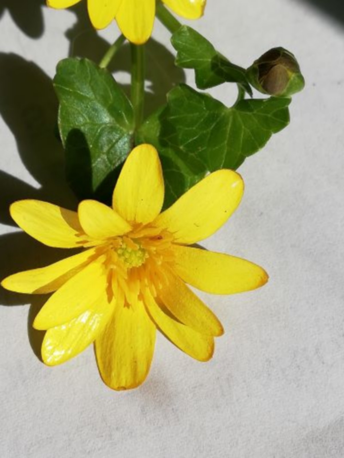 Annexe IMG_20200331_113707.jpg