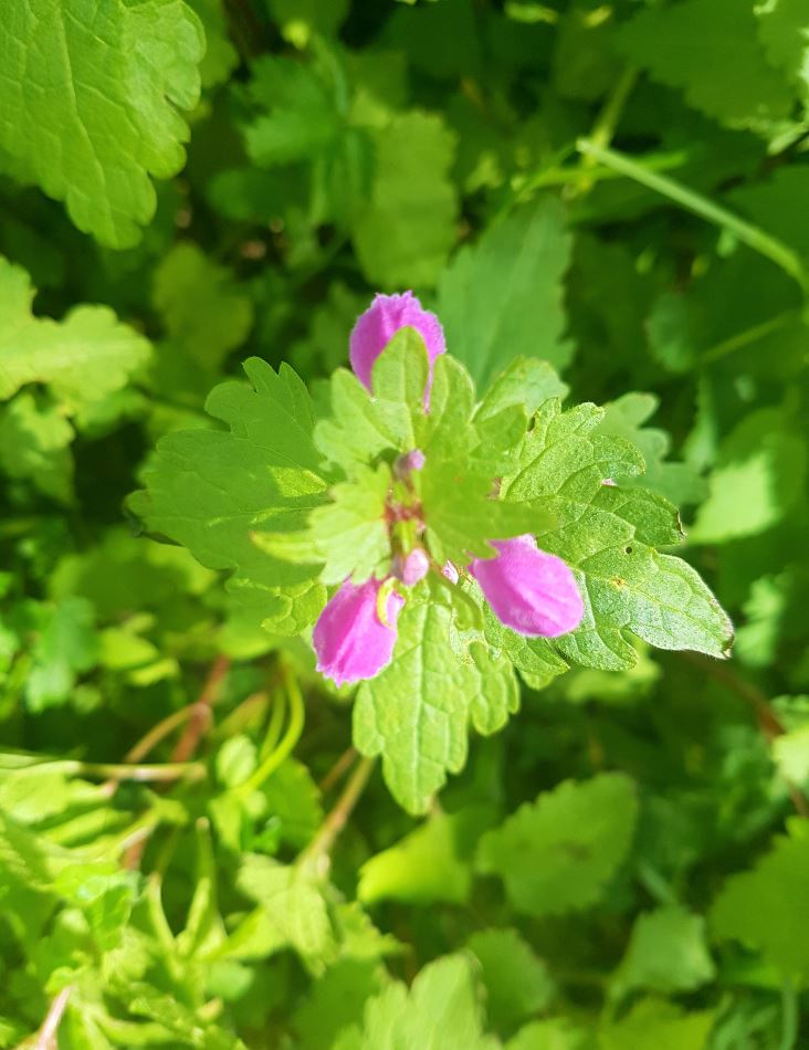 Annexe lamier fleur et feuille dessus.jpg