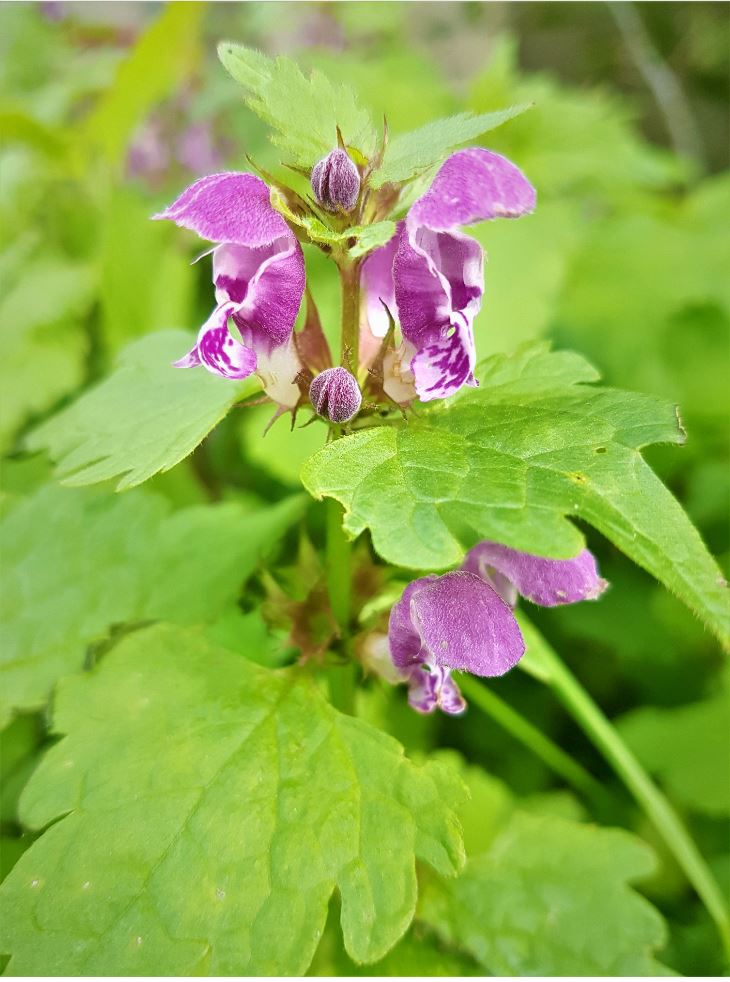 Annexe lamier fleur et feuille.jpg