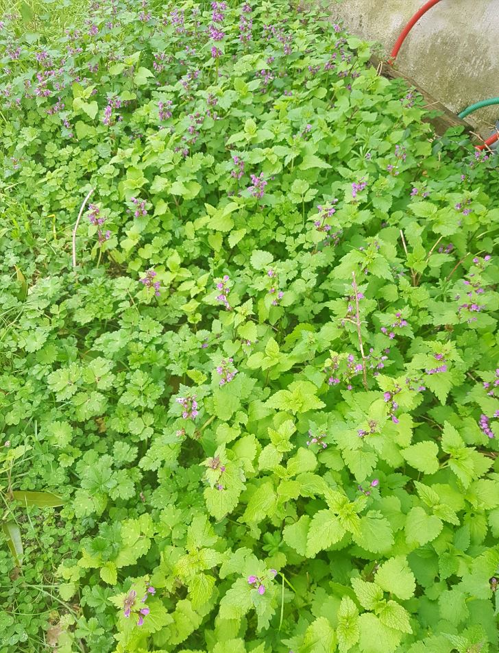 Annexe lieu du lamier .jpg