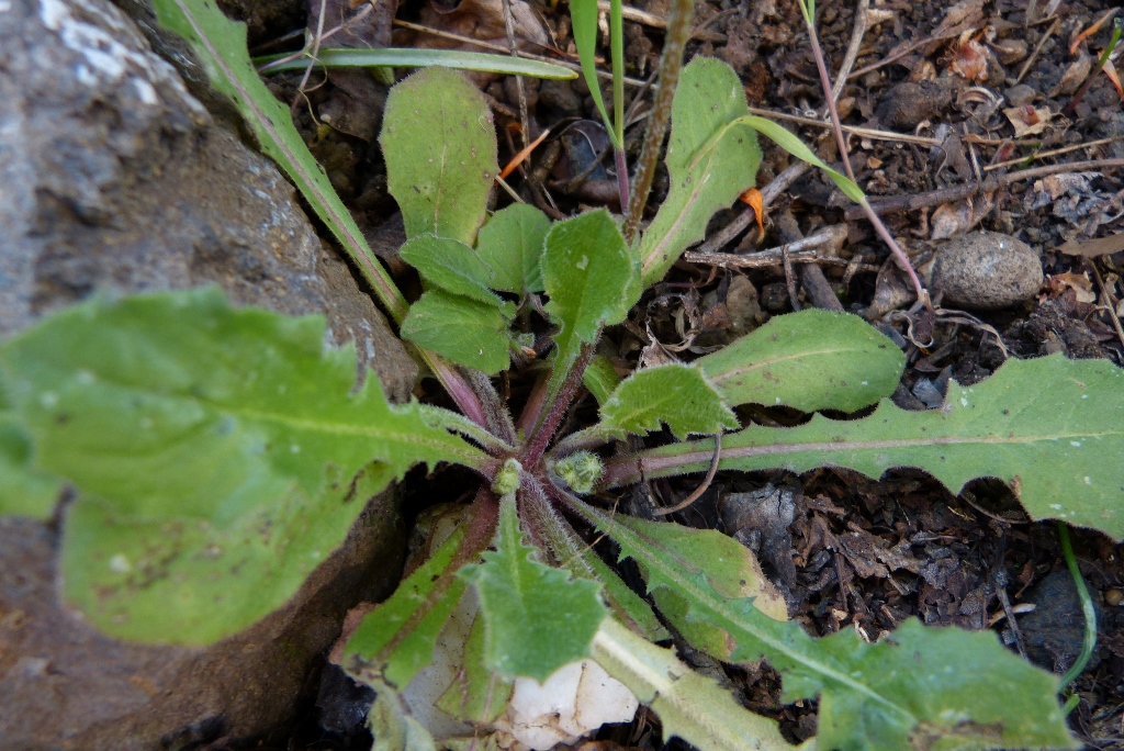 Annexe P1260874 (1024x684).jpg