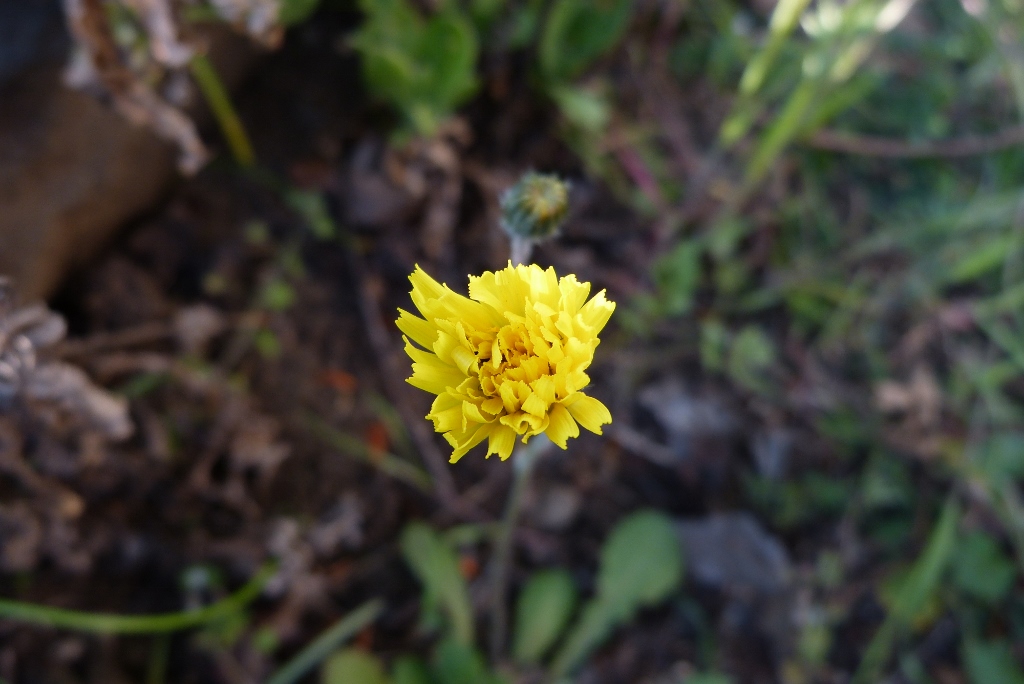 Annexe P1260878 (1024x684).jpg