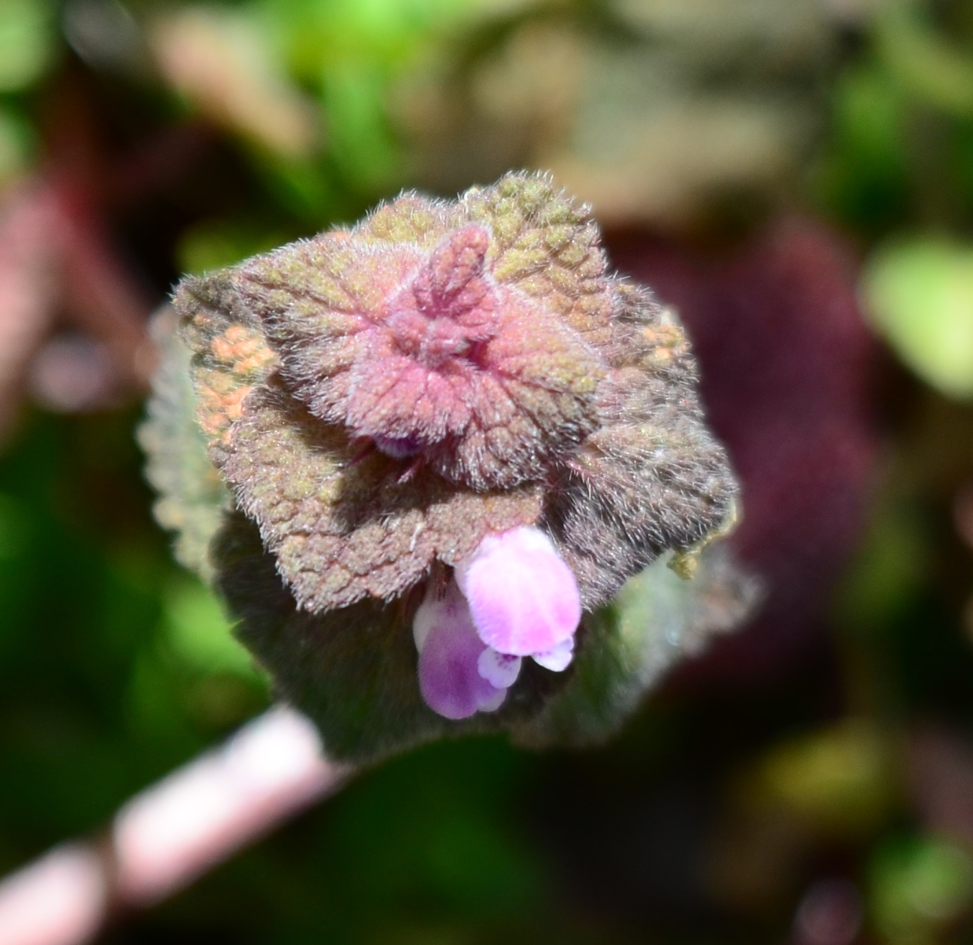 Annexe lamium purpureum_fleur_jpeg.jpg