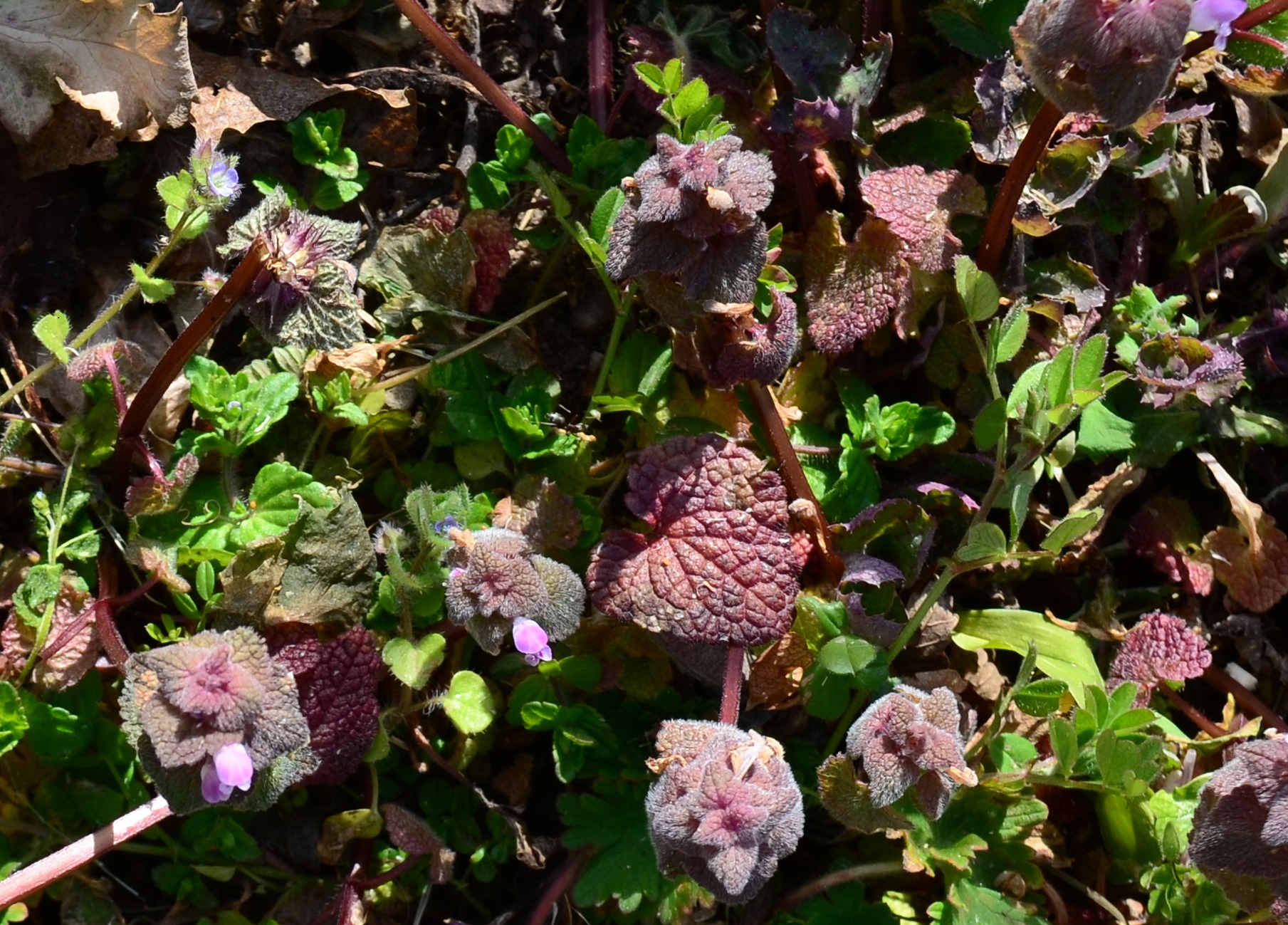 Annexe lamium purpureum_jpeg.jpg