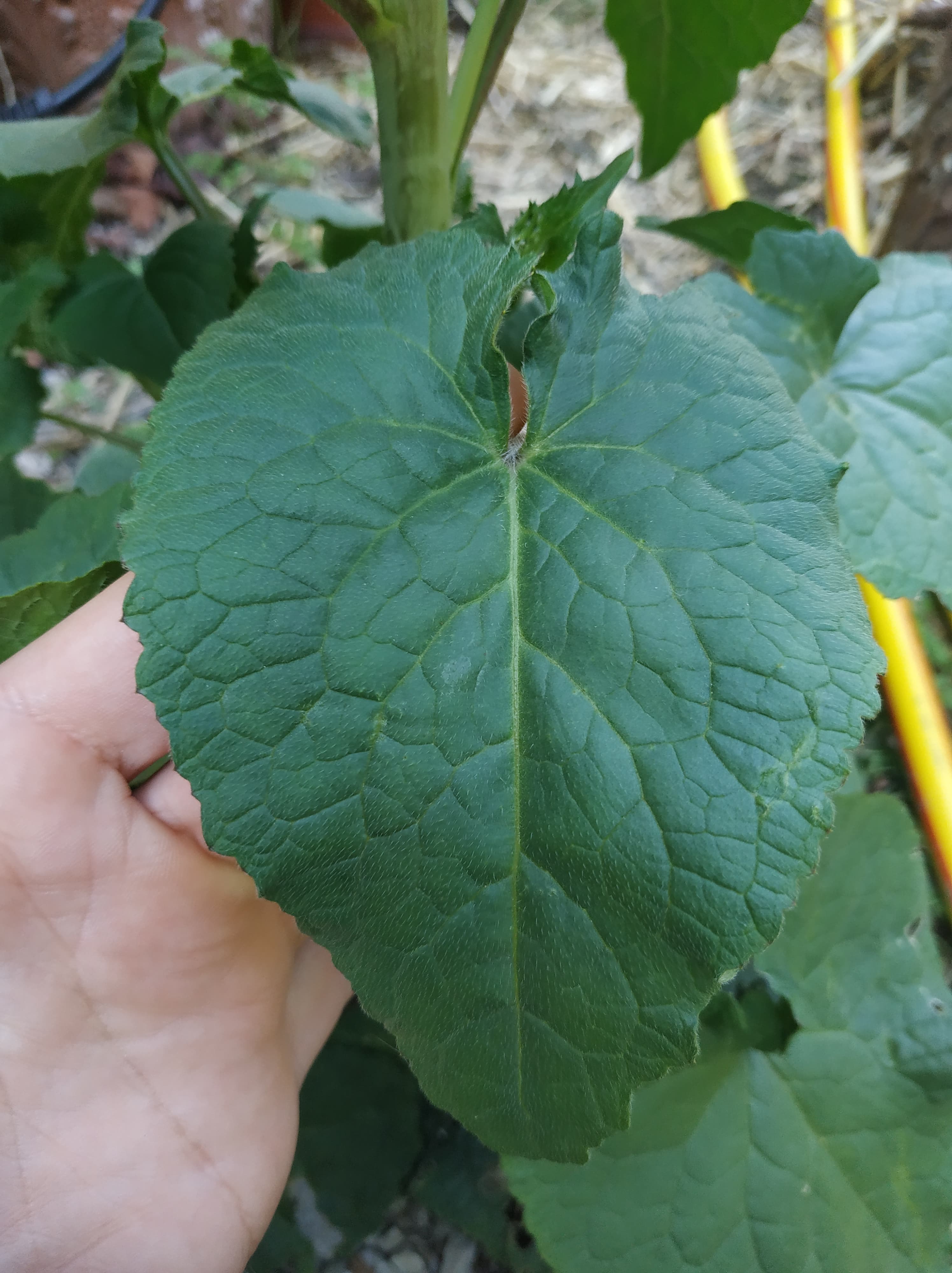 Annexe 91861376_305199257119874_2821704723613089792_n.jpg