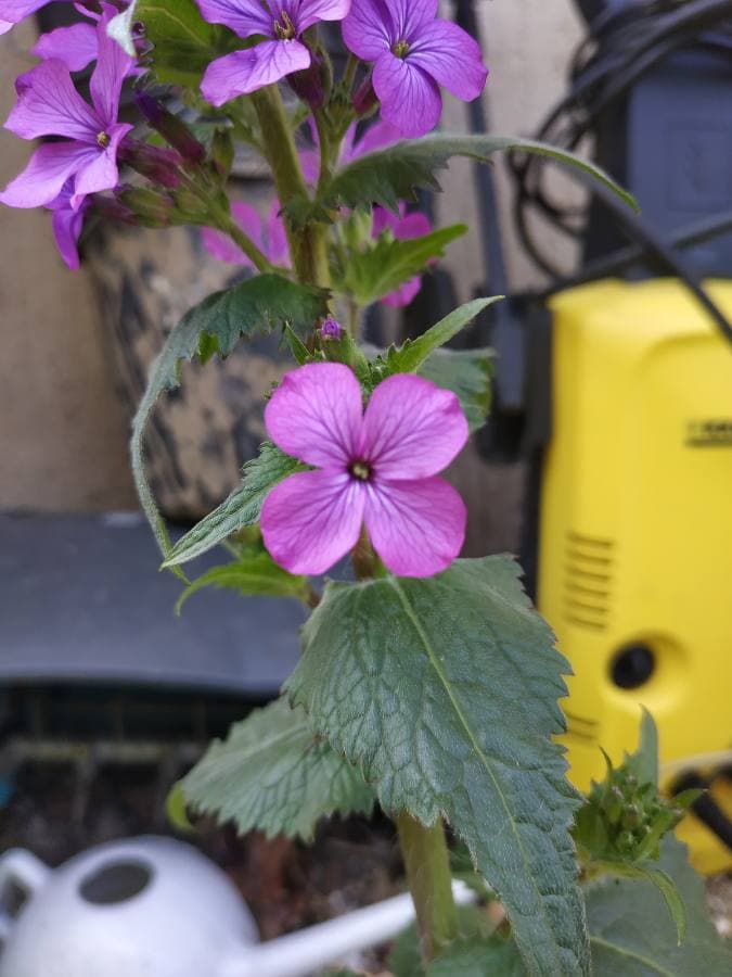 Annexe 92210240_1104308096593976_4646911617907294208_n.jpg