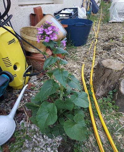 Annexe vue globale.jpg