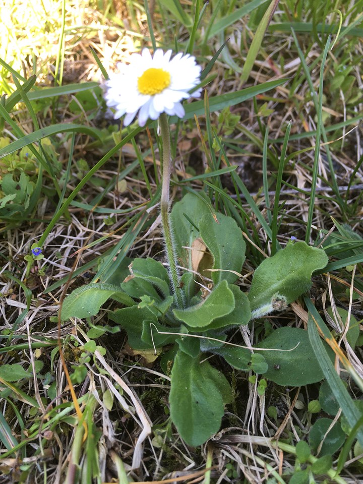 Annexe 91873716_3708037742604752_4221138925600636928_n.jpg