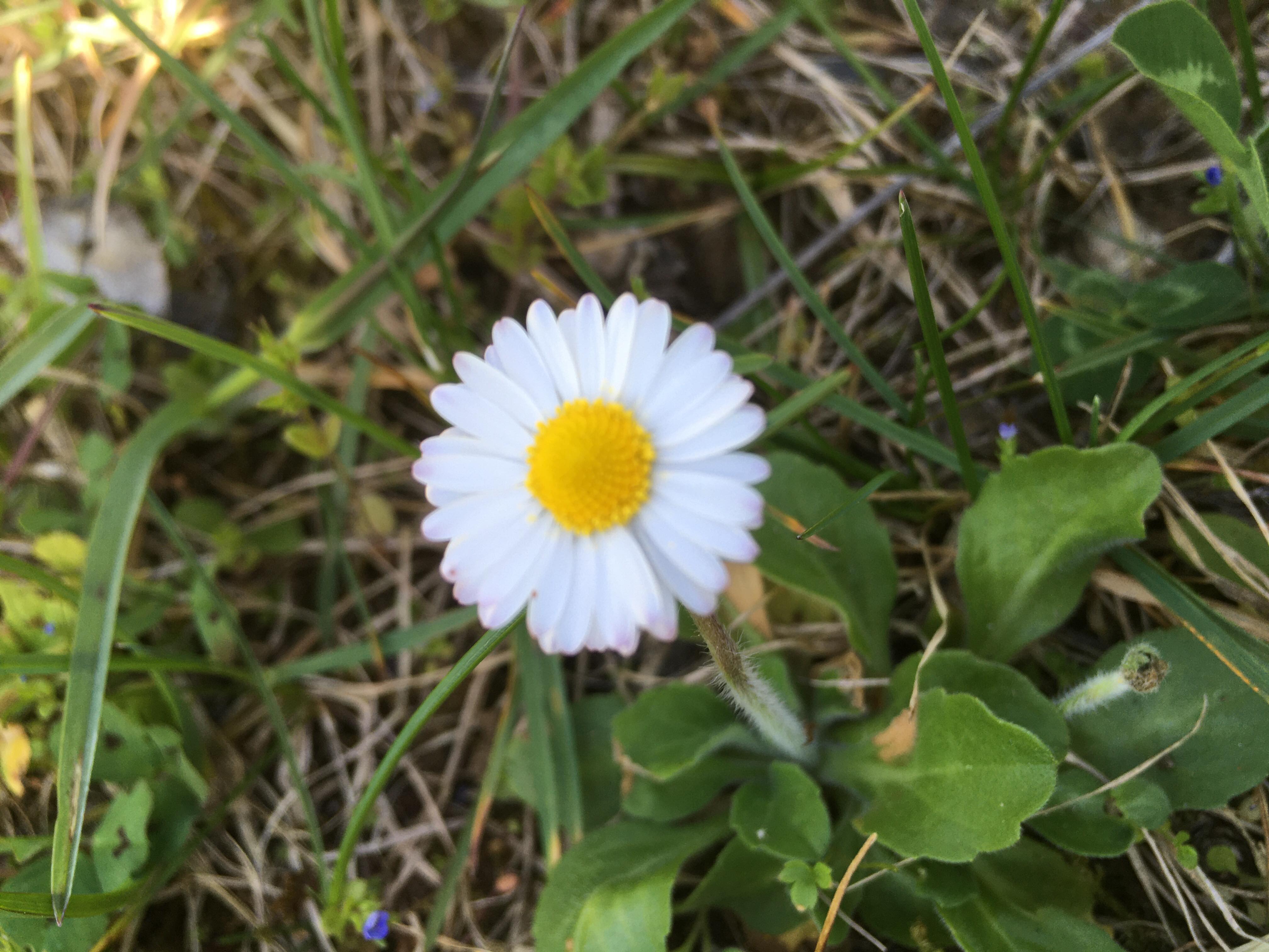 Annexe paquerette3.jpg