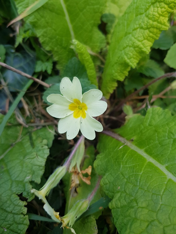 Annexe Primevère acaule-detail fleur.jpg