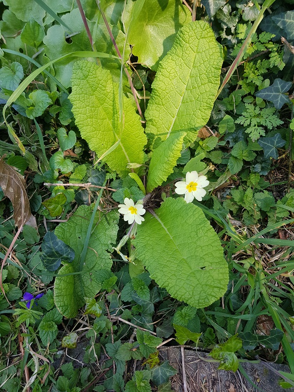 Annexe Primevère acaule.jpg