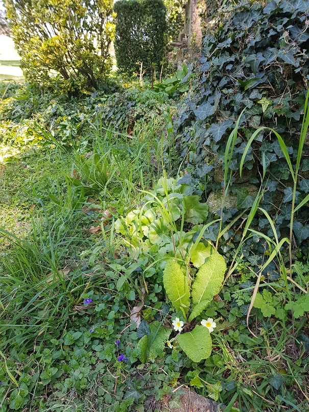 Annexe Primevère acaule_Talus.jpg