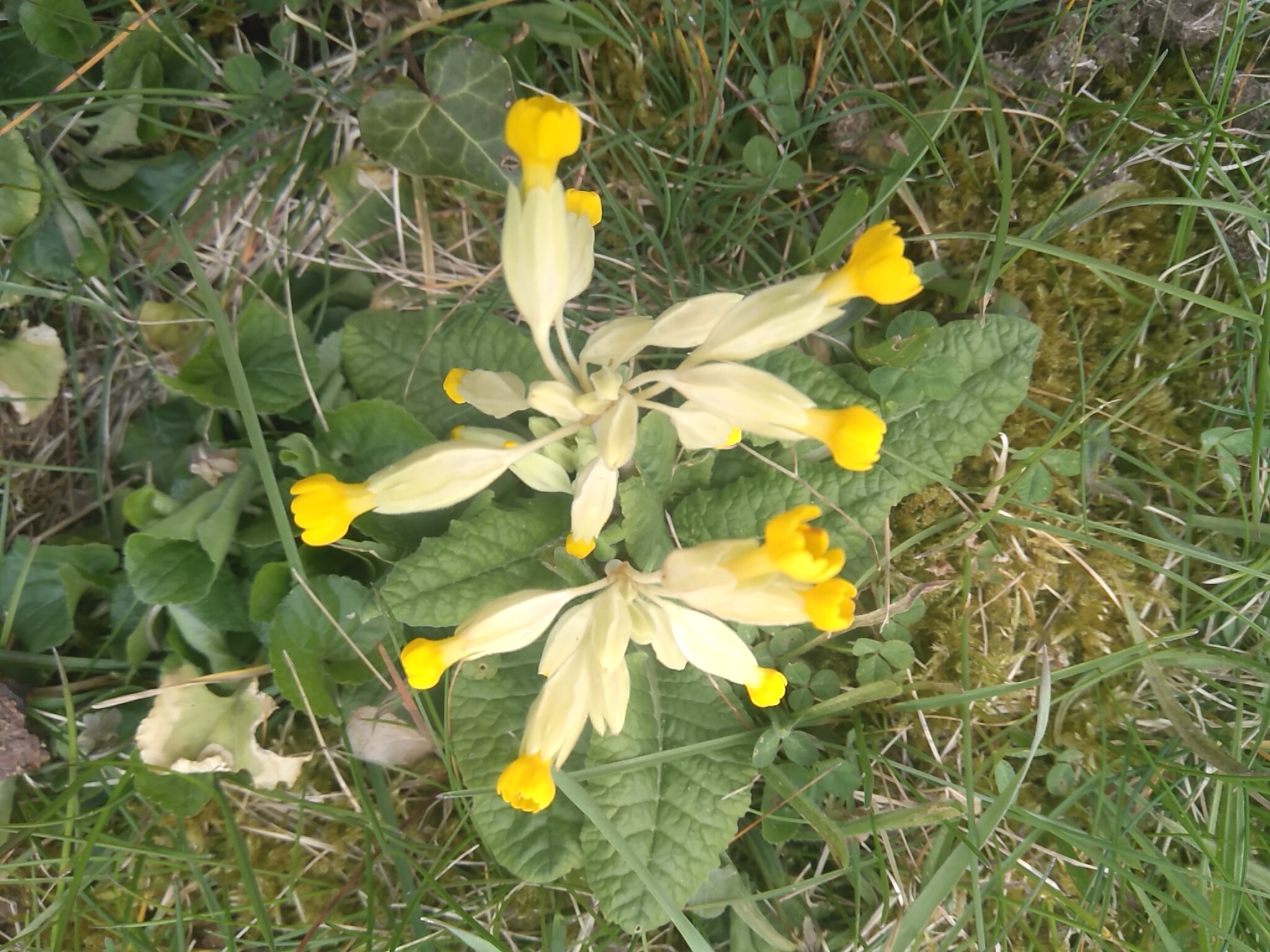 Annexe IMG_20200403_180132.jpg