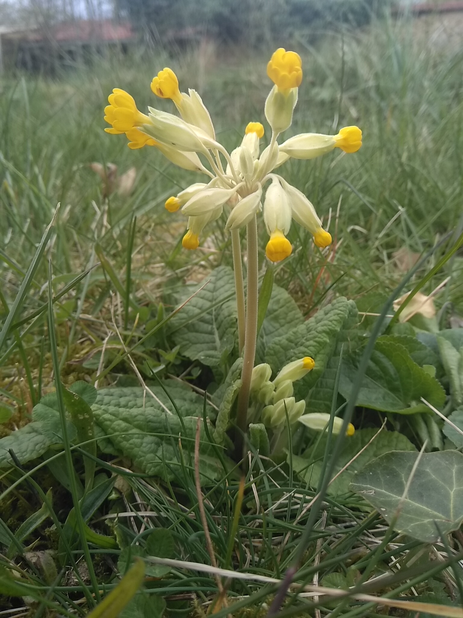 Annexe IMG_20200403_180201.jpg