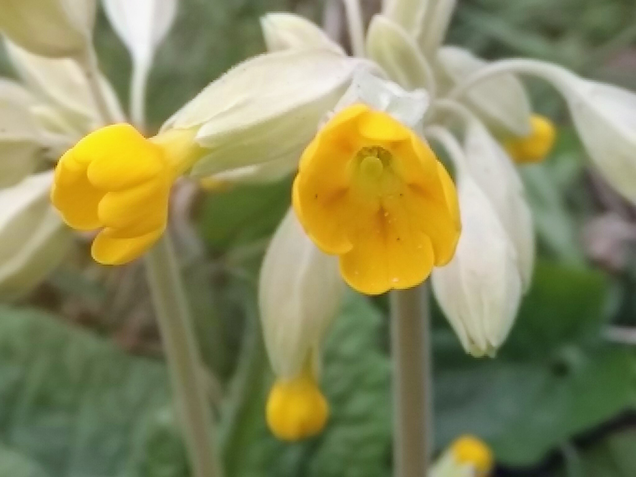 Annexe IMG_20200403_180320~2.jpg