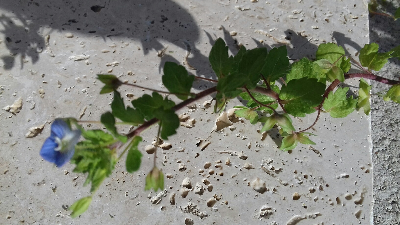 Annexe veronique commune1.jpg