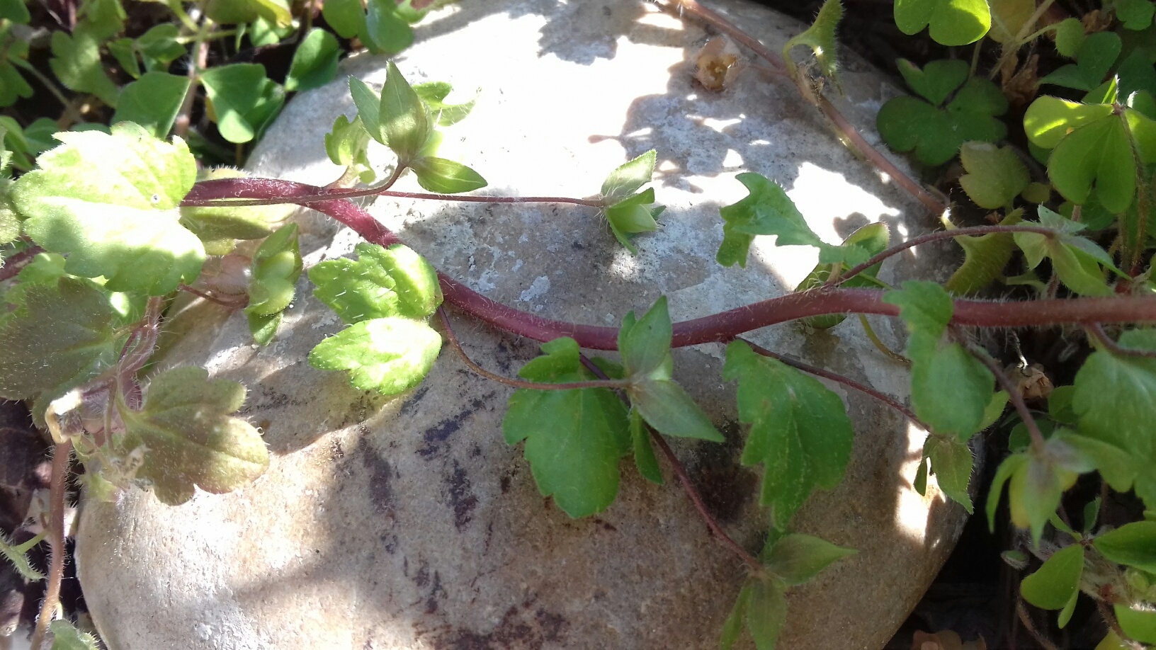 Annexe veronique commune2.jpg