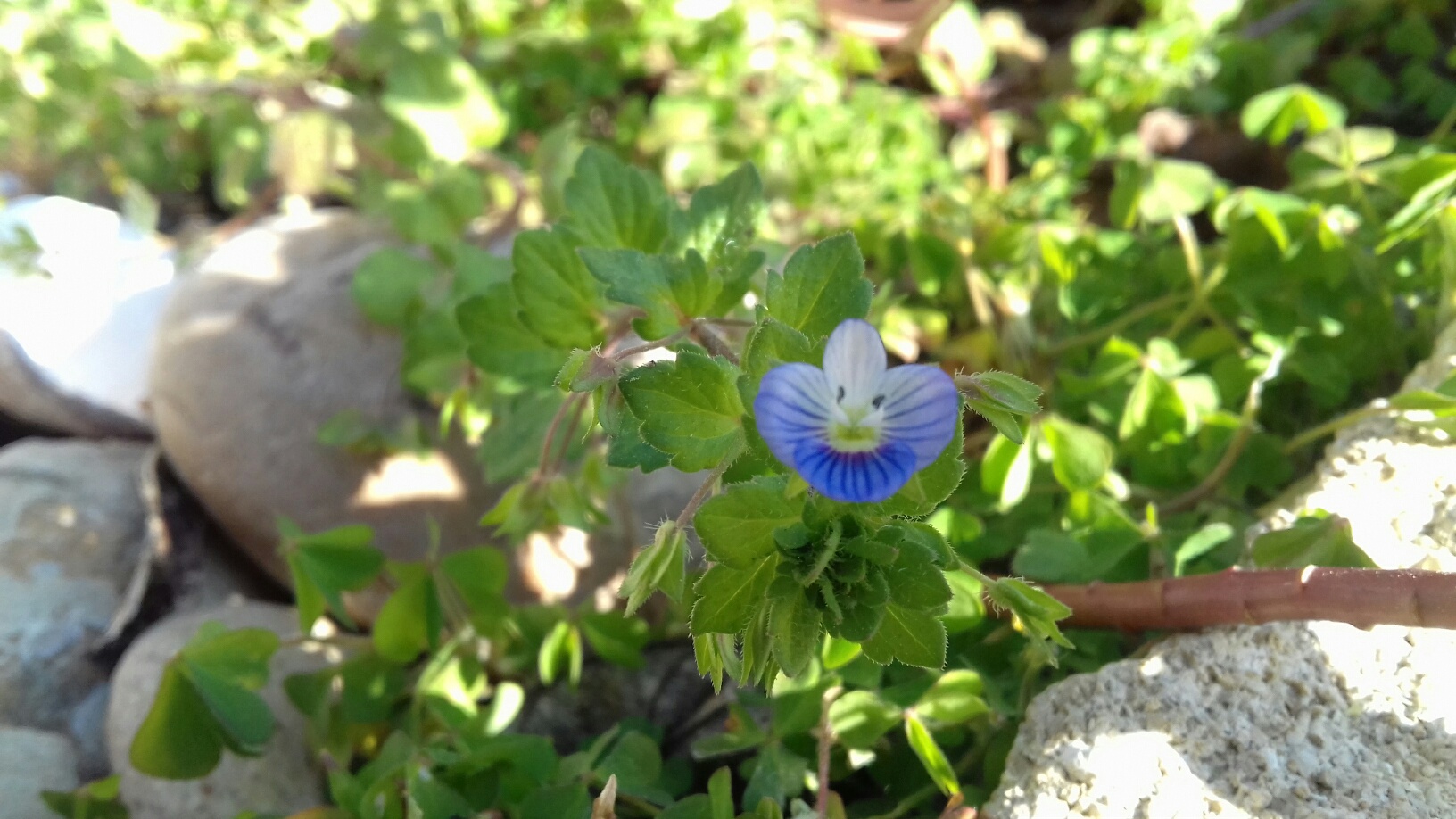 Annexe veronique commune3.jpg