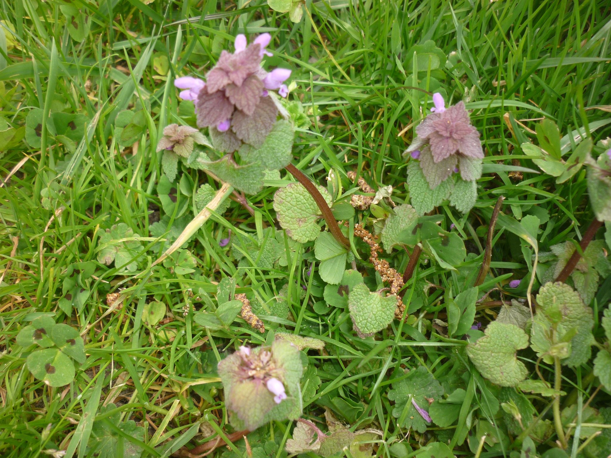 Annexe Plante du jardin .jpg