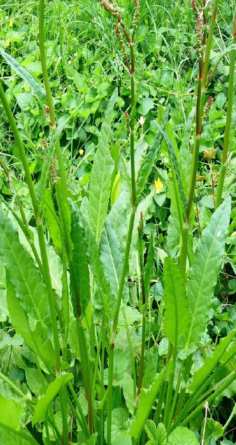 Annexe vue générale.jpg