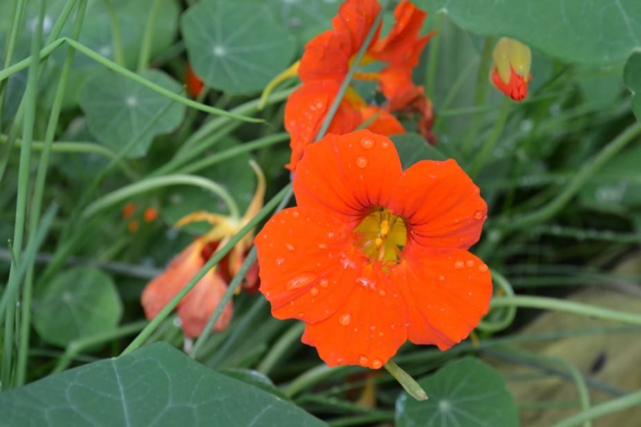 Annexe Capucine1.JPG