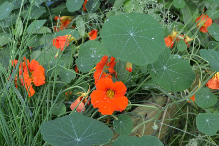 Annexe Capucine2.JPG