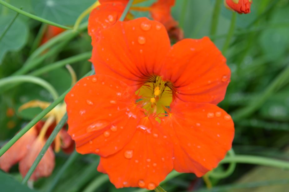 Annexe Capucine3.JPG