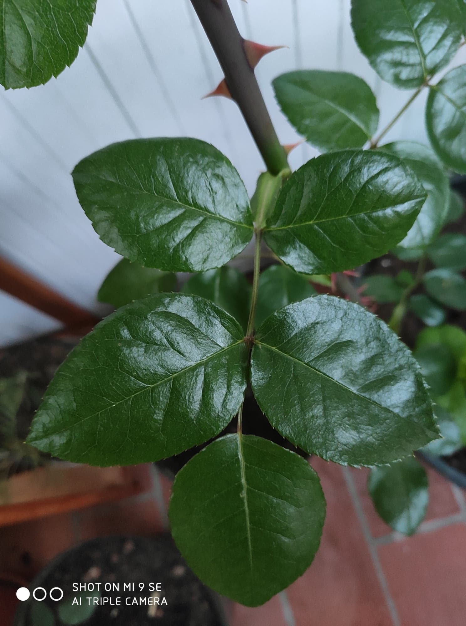 Annexe 91725783_229186115122462_4700381555560808448_n.jpg