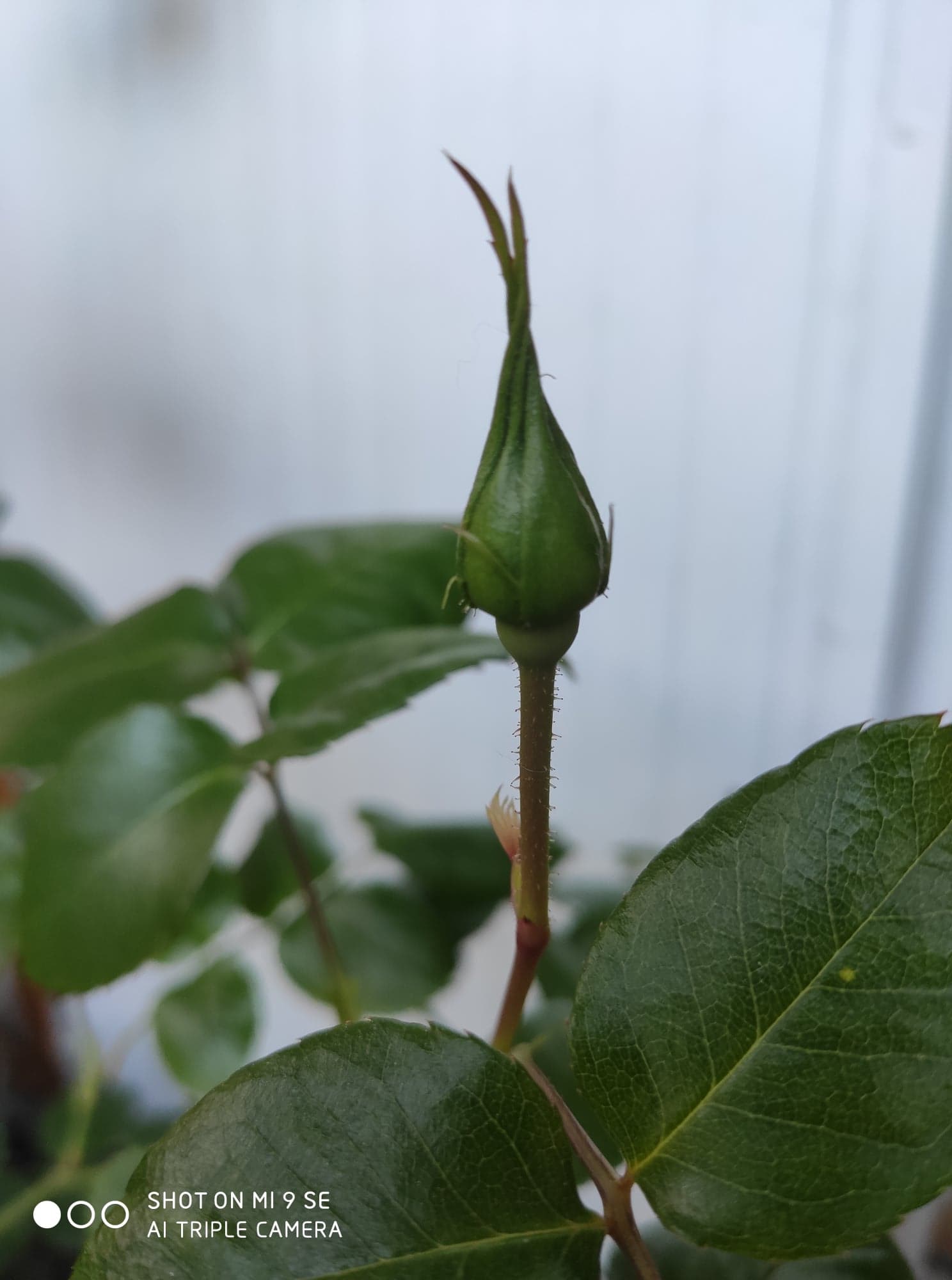 Annexe 91894172_231099931373833_243548718974894080_n.jpg