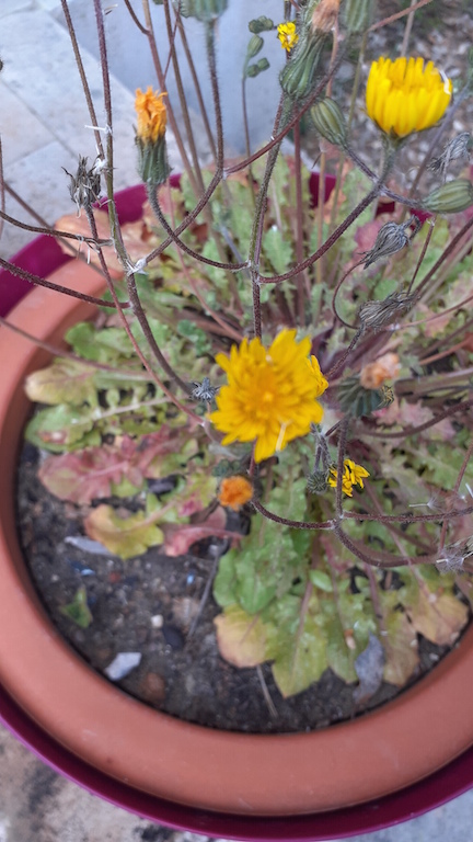 Annexe 20200403_180721.jpg