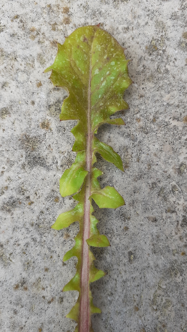 Annexe 20200403_180759.jpg