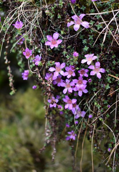 Annexe La plante complete.jpg