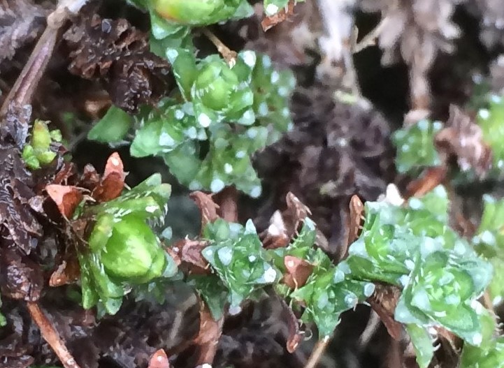 Annexe Les feuilles des S oppositifolia.JPG