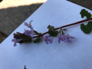 Annexe httpsdrive.google.comfiled1DytzlSwJ8aPDsfLqVaXaflR3ezhP4Ep1view?usp=drivesdk (2).jpg