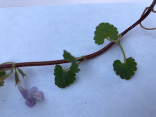 Annexe httpsdrive.google.comfiled1DytzlSwJ8aPDsfLqVaXaflR3ezhP4Ep1view?usp=drivesdk.jpg