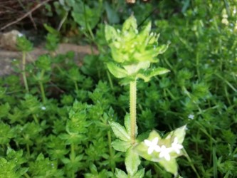 Annexe thumbnail_IMG_20200331_164522_resized_20200331_100107626.jpg