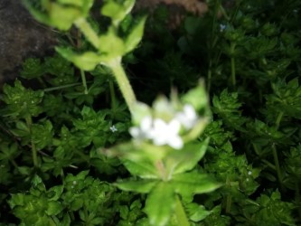 Annexe thumbnail_IMG_20200331_164616_resized_20200331_100108045.jpg