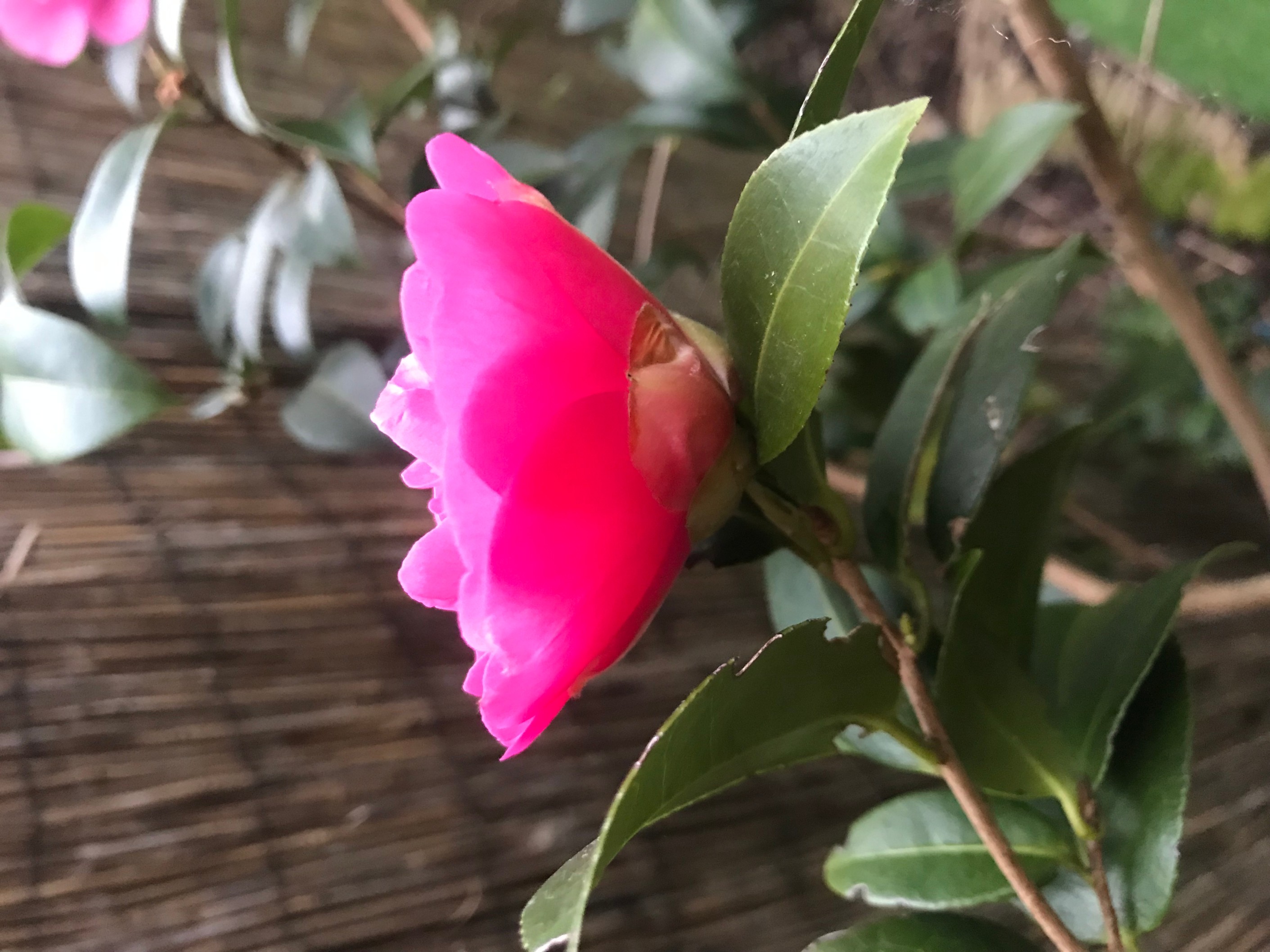 Annexe IMG_0430 (1).jpg