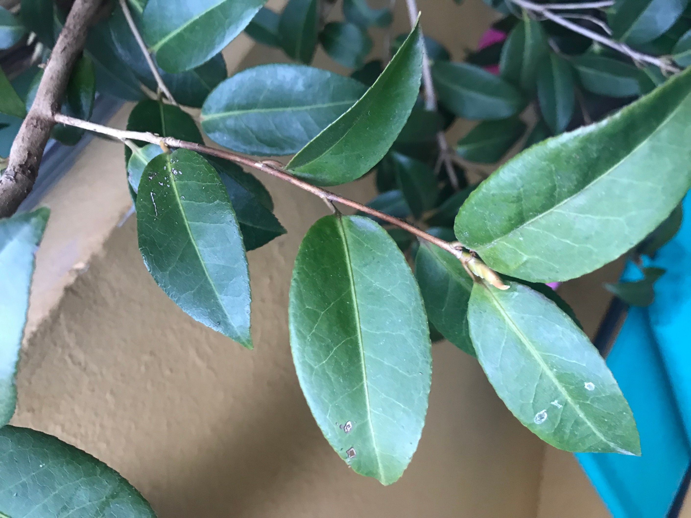 Annexe IMG_0431 (1).jpg