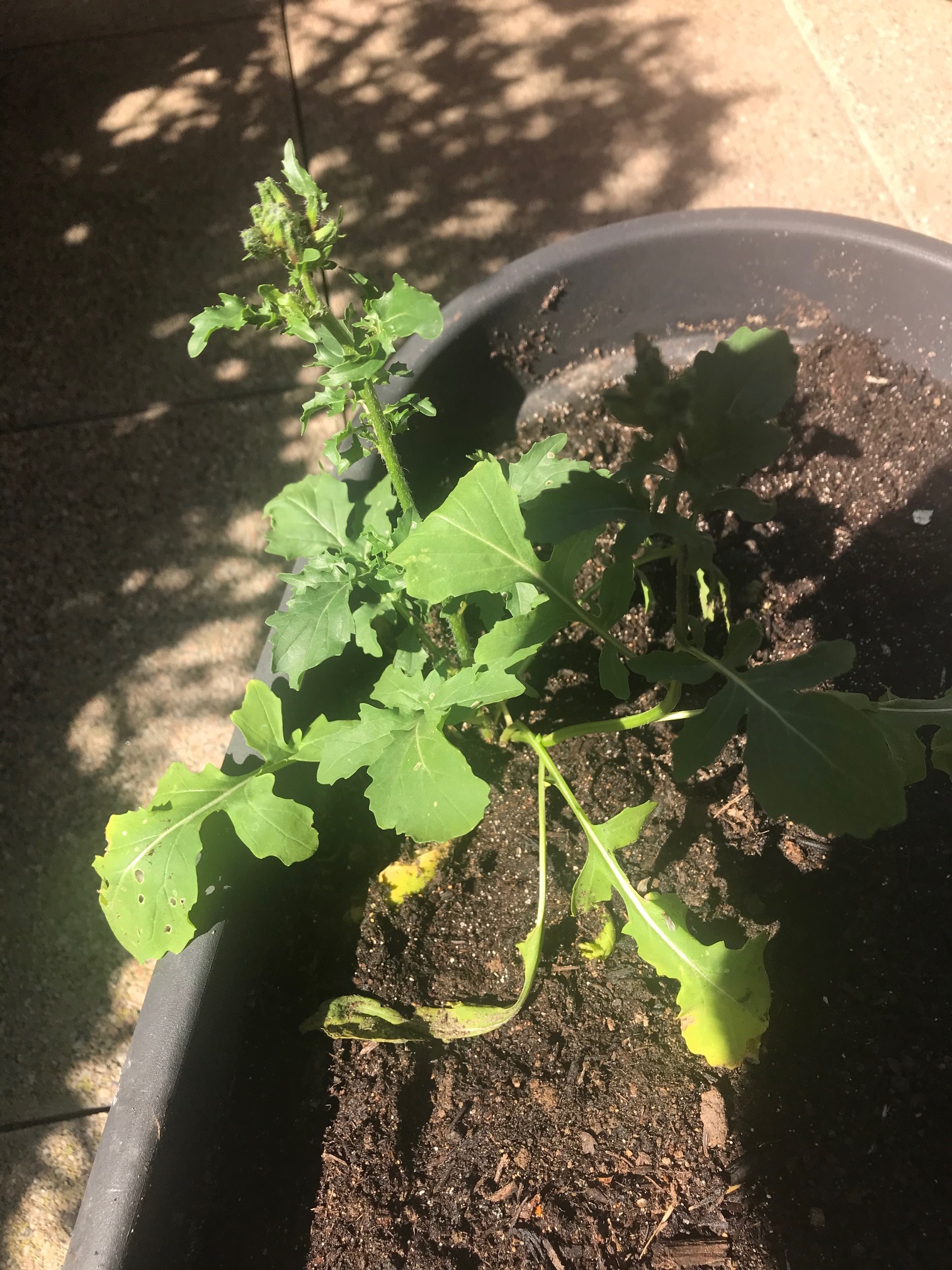 Annexe roquette feuilles.jpg