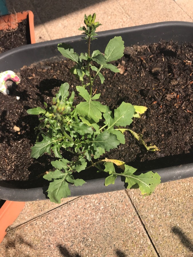 Annexe roquette vue globale.jpg